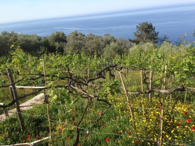 Il Nettare Agriturismo Villa Riomaggiore Dış mekan fotoğraf