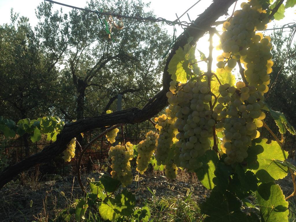 Il Nettare Agriturismo Riomaggiore Dış mekan fotoğraf